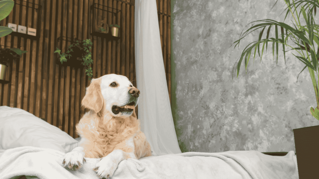 Joni Grooming Spa aromatherapy