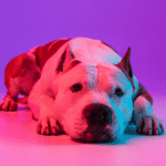 Joni Grooming SPA Boutique Chromotherapy