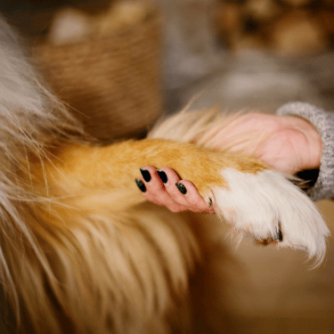 Joni Grooming SPA Boutique skin treatment