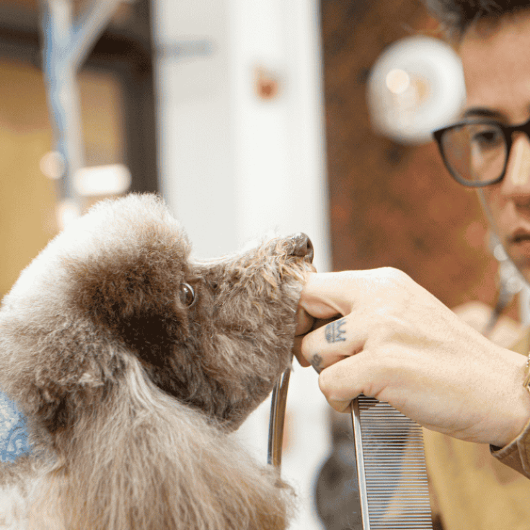 Joni-Grooming-Blog-2