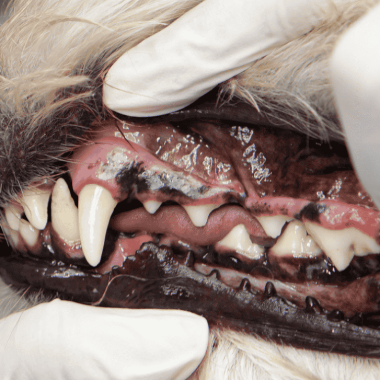 Joni-Grooming-Blog-4