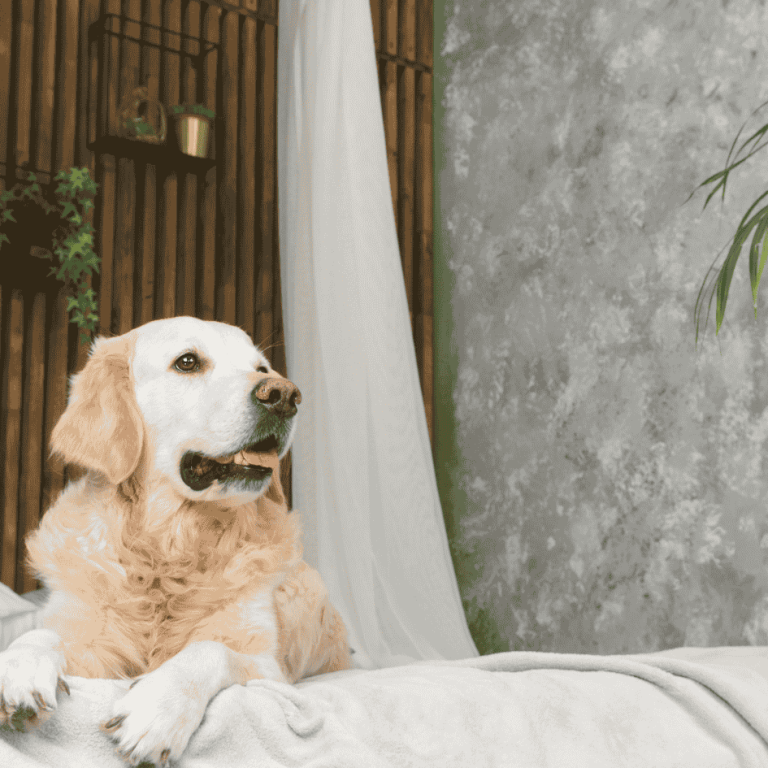 Joni Grooming Spa aromatherapy